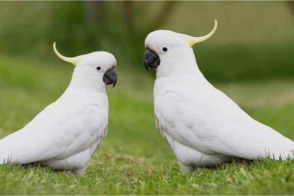 Descubre cuáles son los nombres más adorables para tu nueva mascota