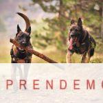Two Adult Black-and-tan German Shepherds Running on Ground