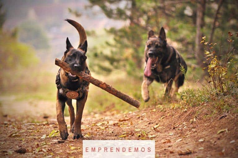 Two Adult Black-and-tan German Shepherds Running on Ground