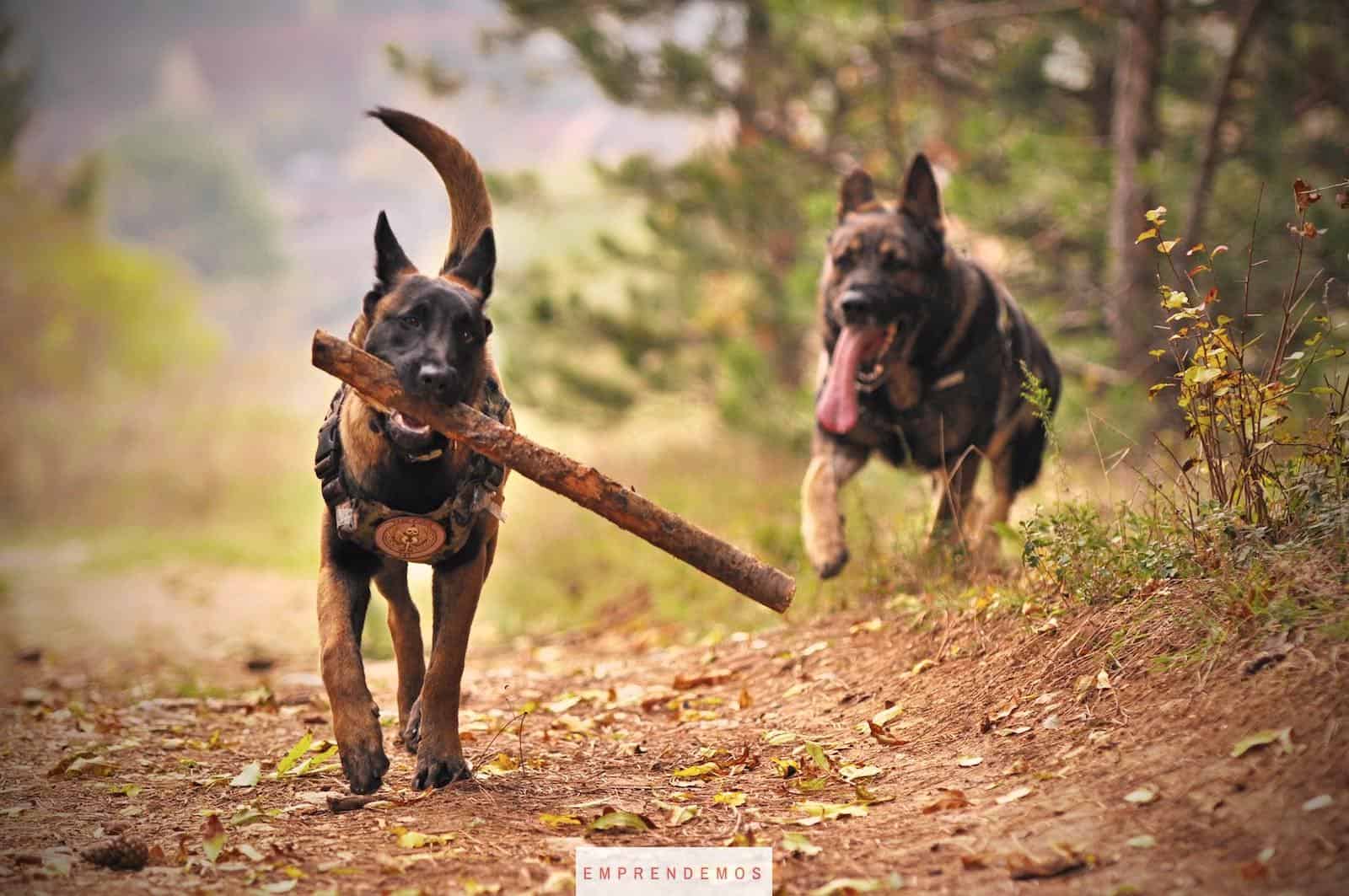 Two Adult Black-and-tan German Shepherds Running on Ground