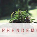 mayorista de CBD en España