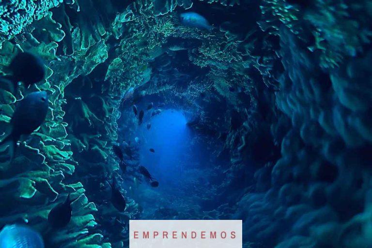 animales mas raros oceano