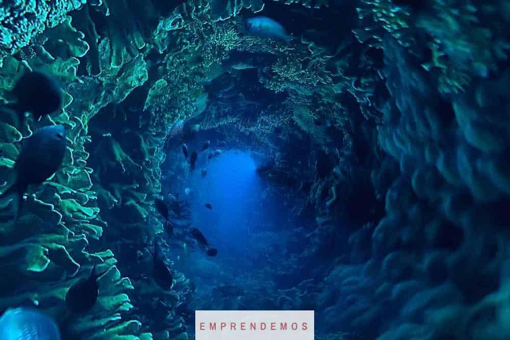 animales mas raros oceano