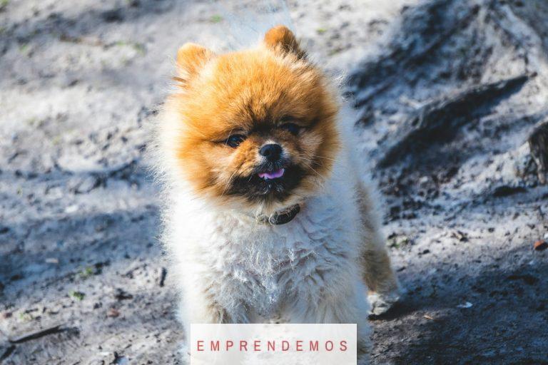 perro marron en montaña
