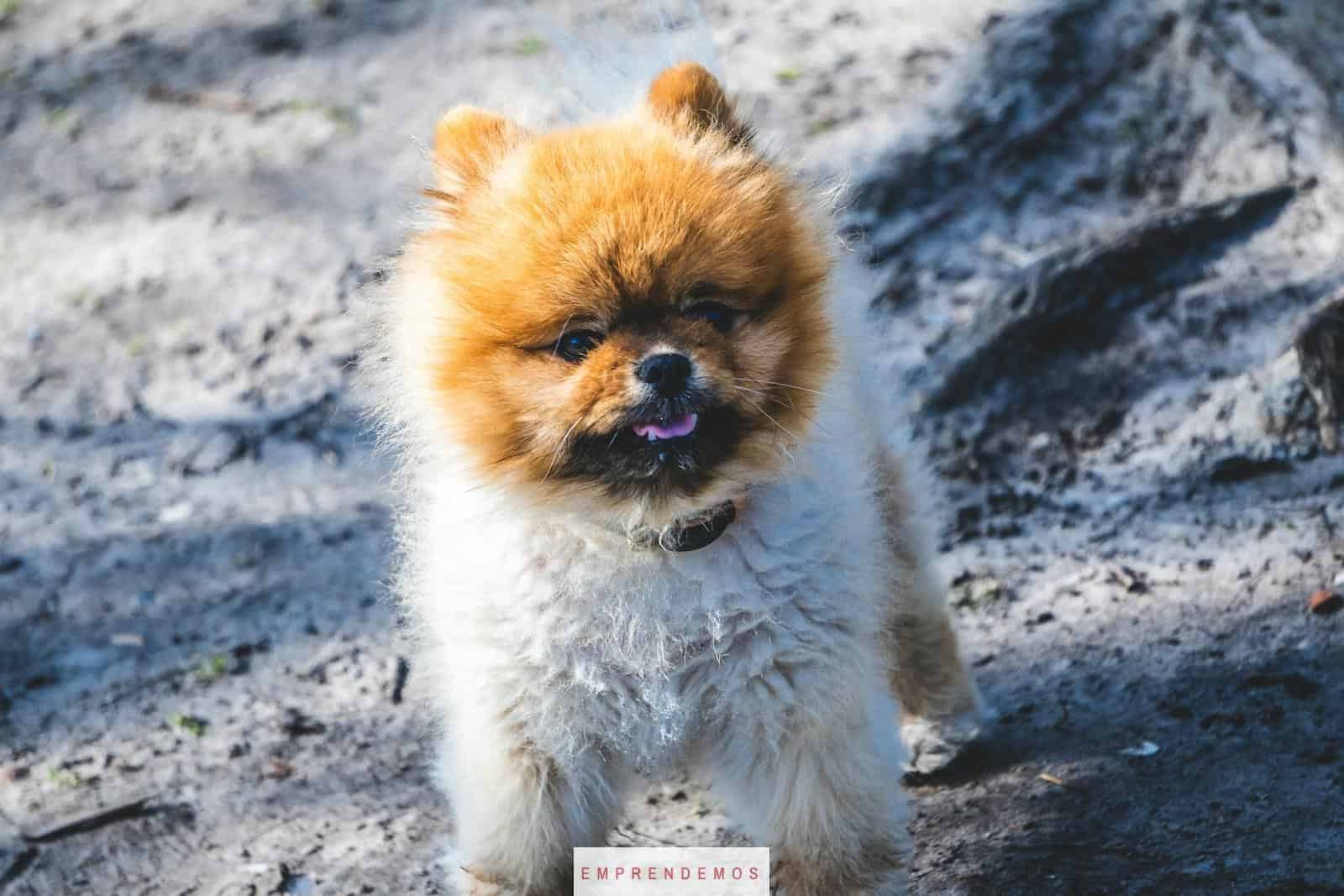 perro marron en montaña