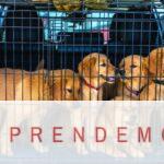 Adorable Golden Retriever puppies in a car carrier, ready for travel.