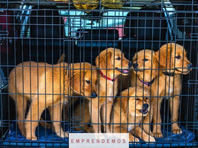Adorable Golden Retriever puppies in a car carrier, ready for travel.