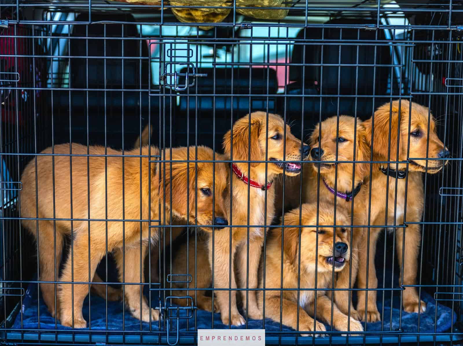 Adorable Golden Retriever puppies in a car carrier, ready for travel.